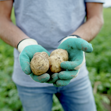 Spotato meet Norman › HZPC